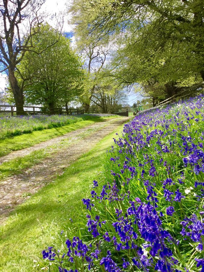 Willowhill House Minane Bridge Eksteriør bilde